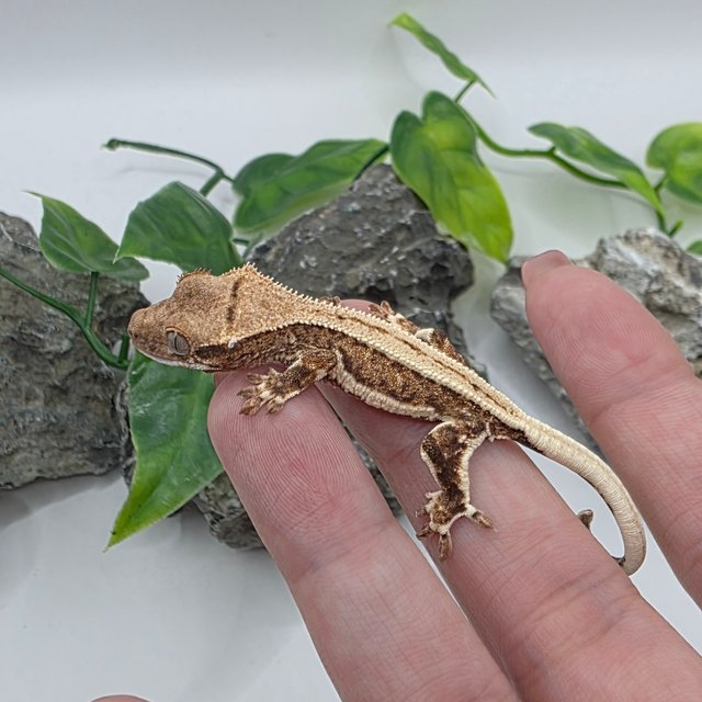 릴리100%헷아잔틱