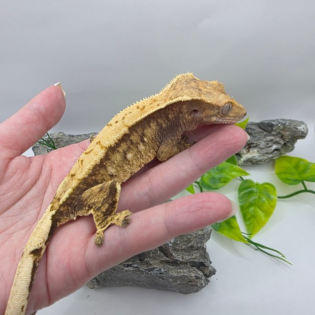 트라이 익스트림할리퀸 드리피 노멀