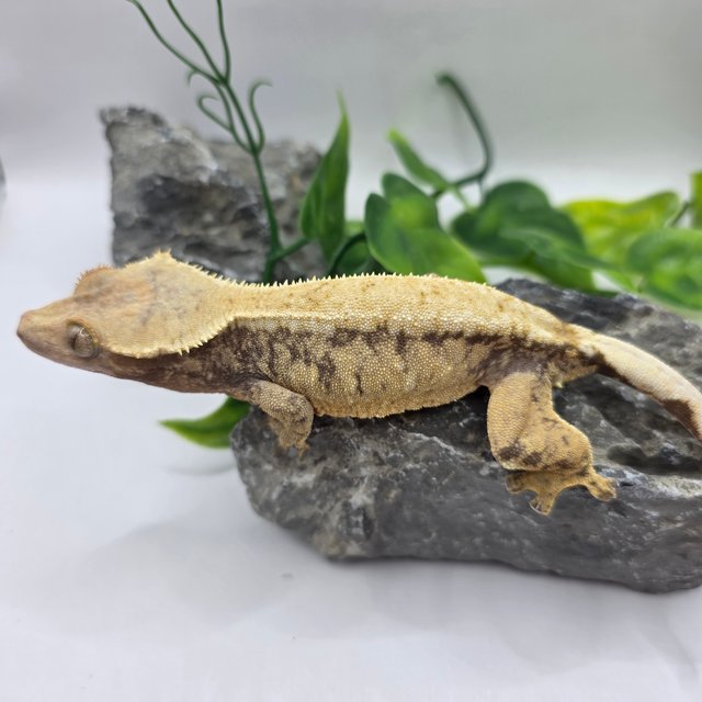 드리피 트라이 익스트림할리퀸 솔리드백 노멀