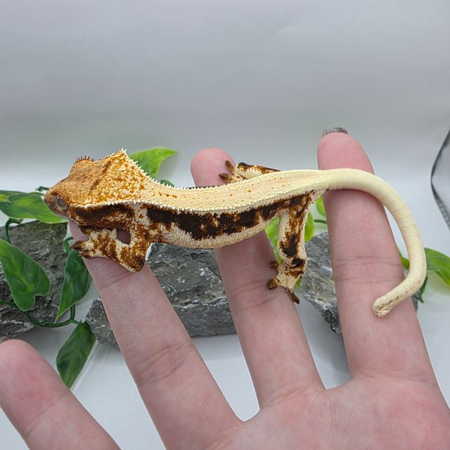 릴리100%헷아잔틱