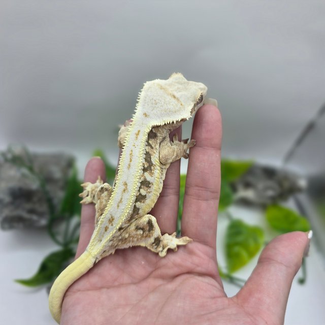 트라이 릴리화이트