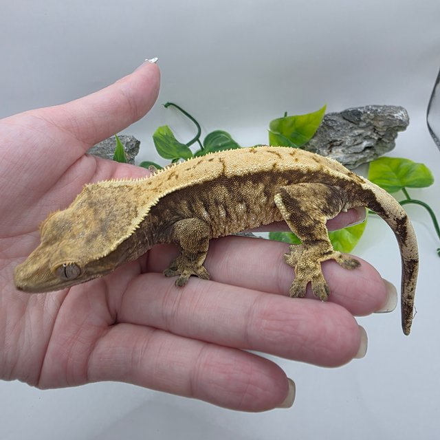 트라이 익스트림할리퀸 드리피 노멀