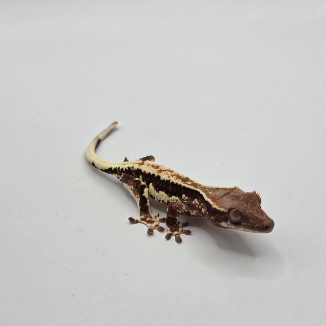 100%헷아잔틱 프라푸치노