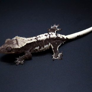 릴잔틱