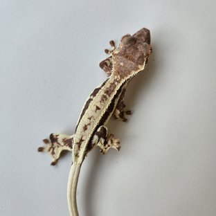 프라푸치노