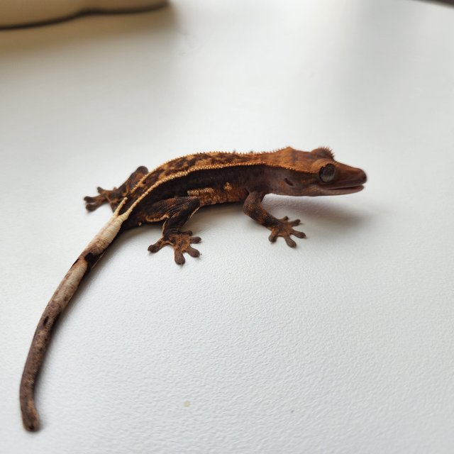 노멀 쿼드 풀핀 핀스트라이프