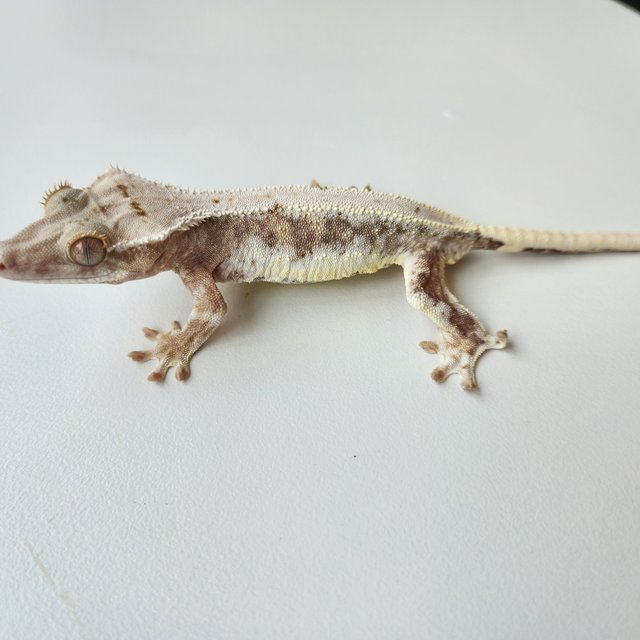 릴리화이트 릴리100%헷아잔틱