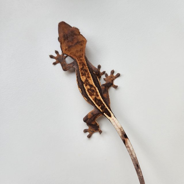 노멀 쿼드 풀핀 핀스트라이프