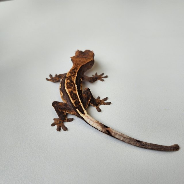 노멀 쿼드 풀핀 핀스트라이프