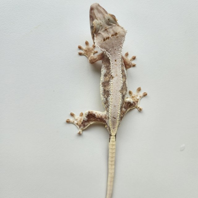 릴리화이트 릴리100%헷아잔틱