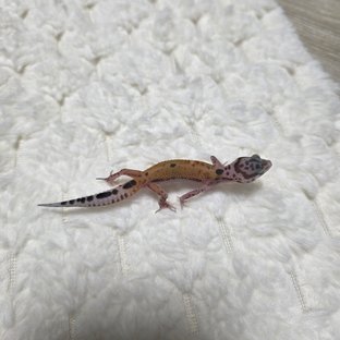 사이퍼