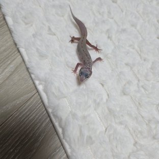 스노우 머피 패턴리스