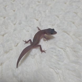 사이퍼 머피 패턴리스