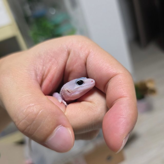 사이퍼 머피 패턴리스