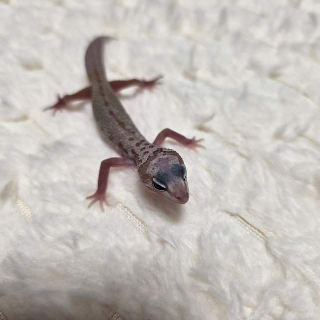 스노우 머피 패턴리스