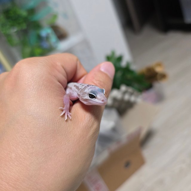 스노우 머피 패턴리스