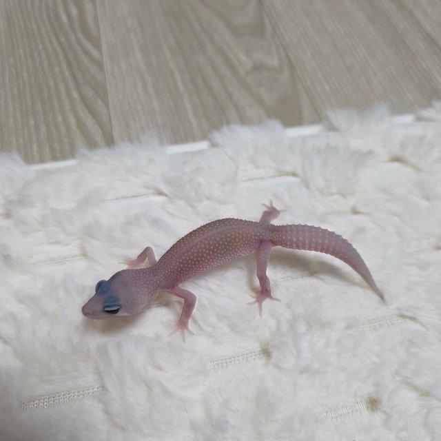 사이퍼 머피 패턴리스