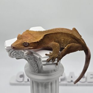 노멀 바이 레드