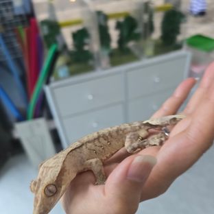 100%헷아잔틱 카푸치노