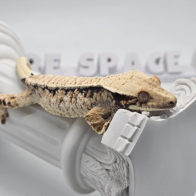 트라이 익스트림할리퀸