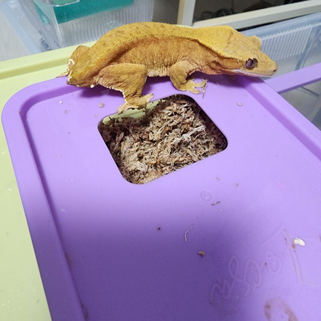 벅스킨 레드