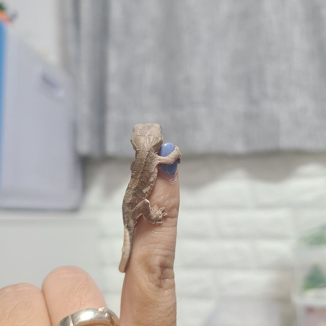 레드 벅스킨