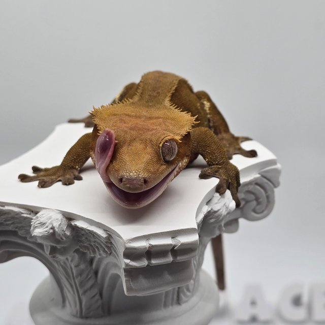 노멀 바이 레드