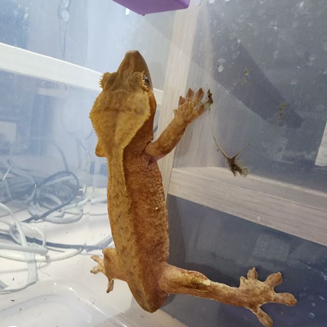 벅스킨 레드