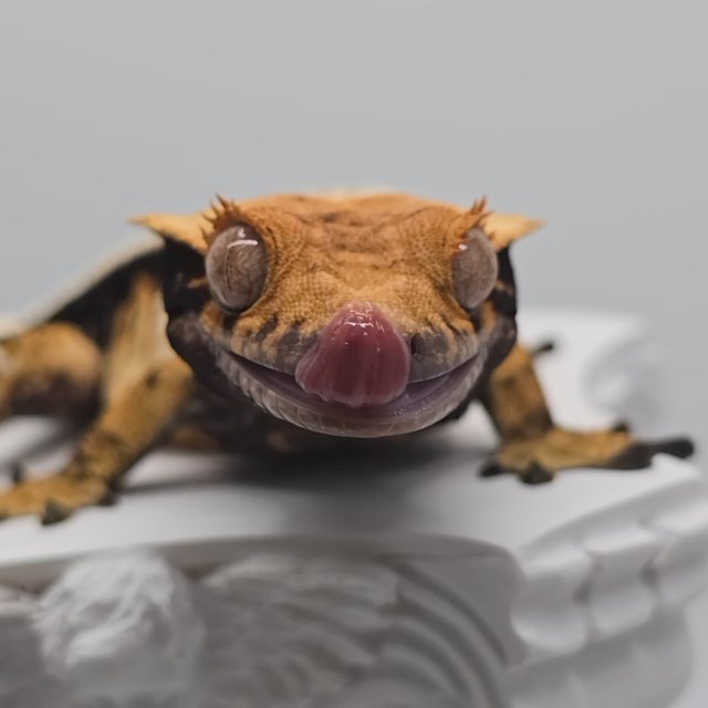 트라이 익스트림할리퀸