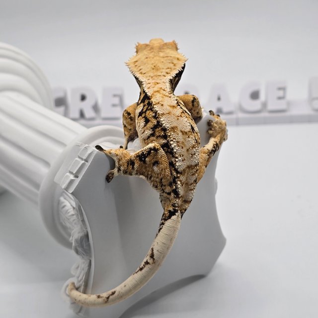 트라이 익스트림할리퀸