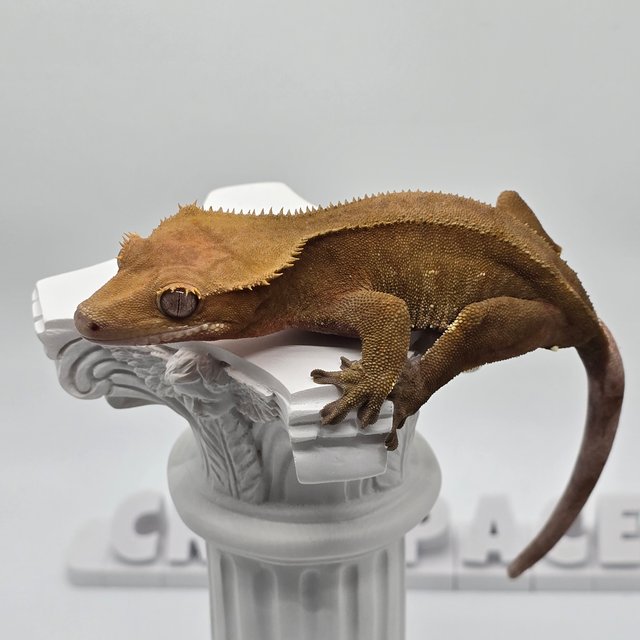 노멀 바이 레드