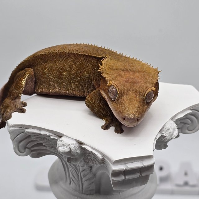 노멀 바이 레드