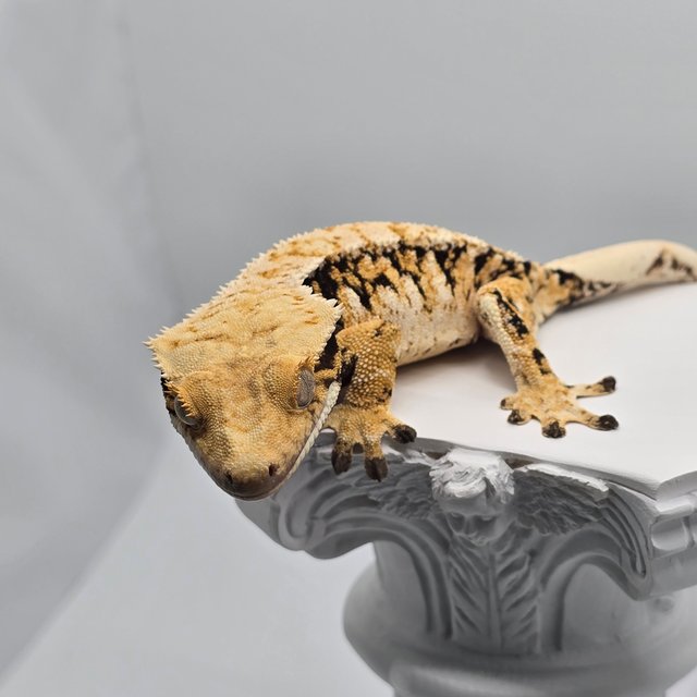 트라이 익스트림할리퀸