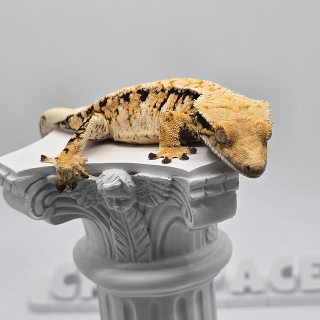 트라이 익스트림할리퀸