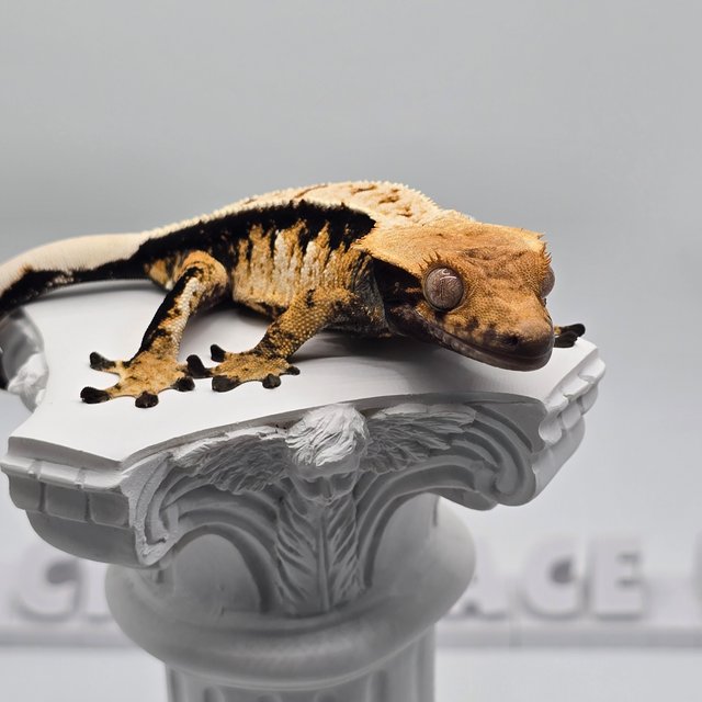 트라이 익스트림할리퀸