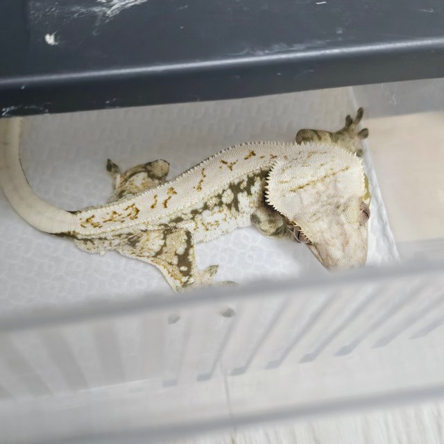 노멀 트라이 드리피