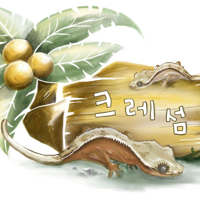 노멀