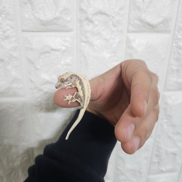 릴리화이트 풀핀 화이트