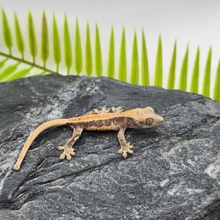 릴리화이트 드리피 화이트포트홀