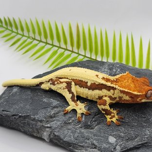 프라푸치노 드리피