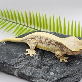 릴리화이트 드리피 화이트스팟