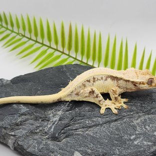 릴리화이트 솔리드백 드리피