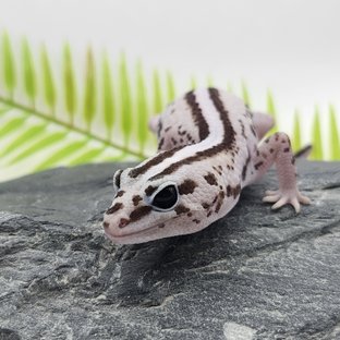 슈퍼 제로 오레오