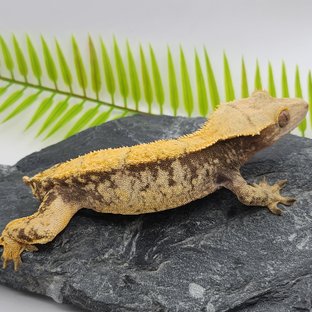 노멀 쿼드 핀스트라이프