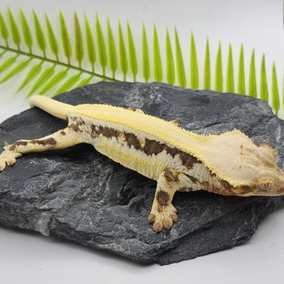 릴리화이트 솔리드백 드리피