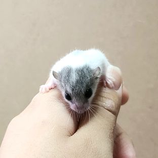 하이 화이트 달마시안