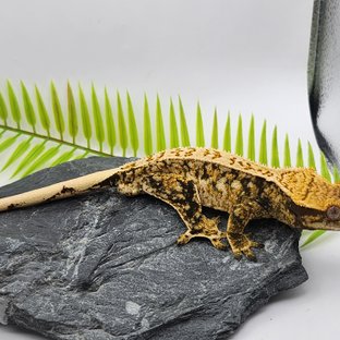 노멀 드리피 핀스트라이프 익스트림할리퀸