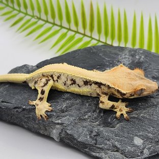 릴리화이트 솔리드백 드리피 화이트스팟