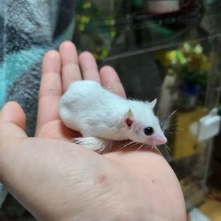 크림