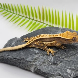 노멀 엠티백 쿼드 풀핀 화이트스팟